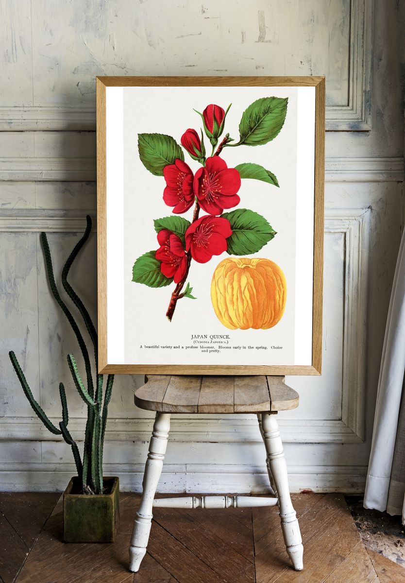 Japan Quince Botanical Print. — room view 1