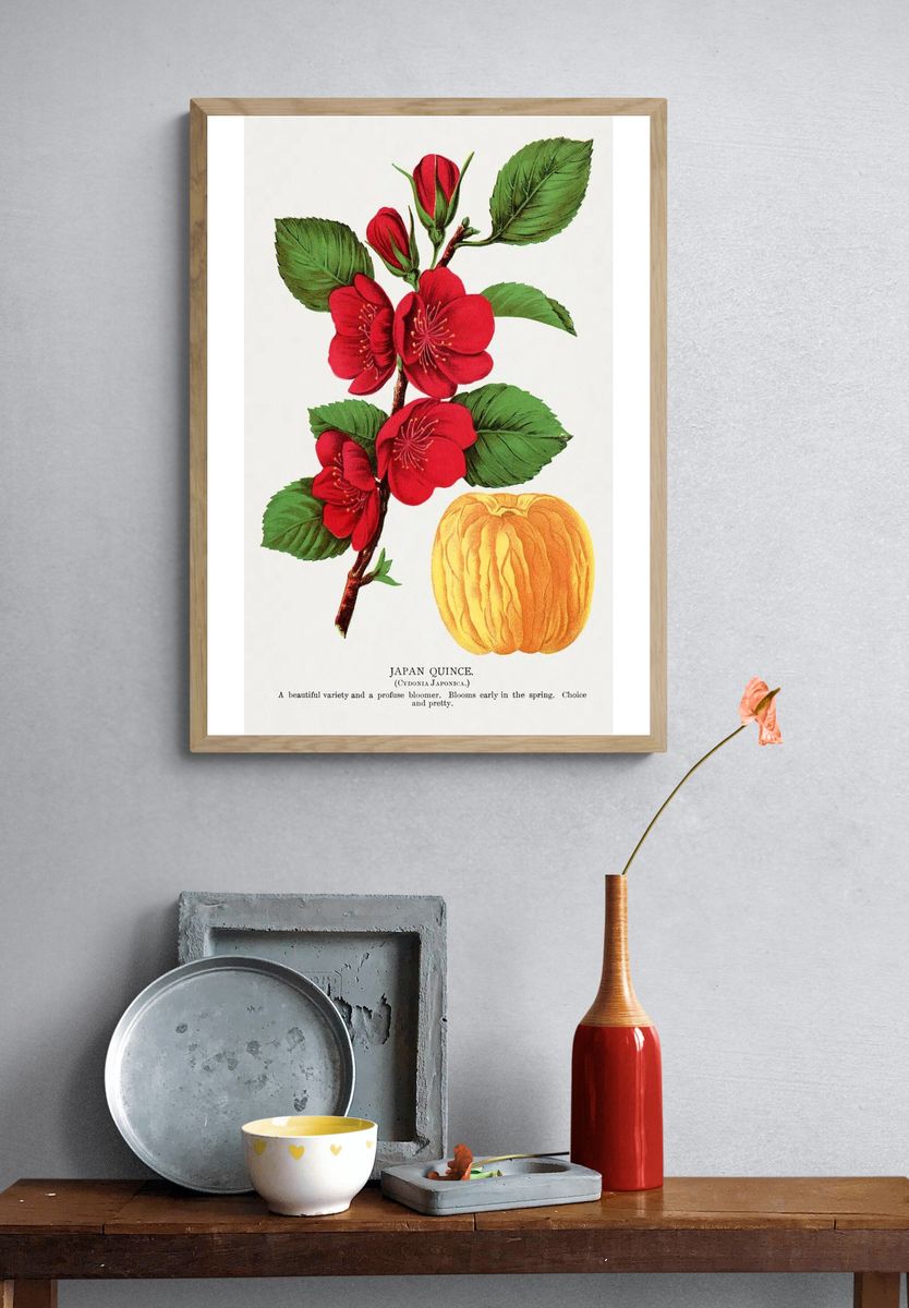 Japan Quince Botanical Print. — room view 3