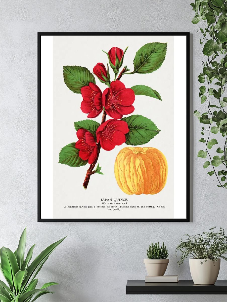 Japan Quince Botanical Print. — room view 4