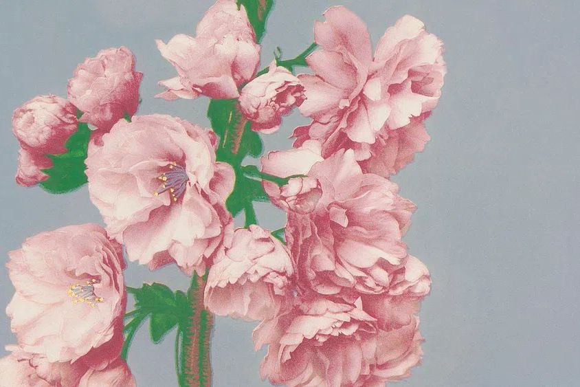 Pink Peony Floral Print. poster detail