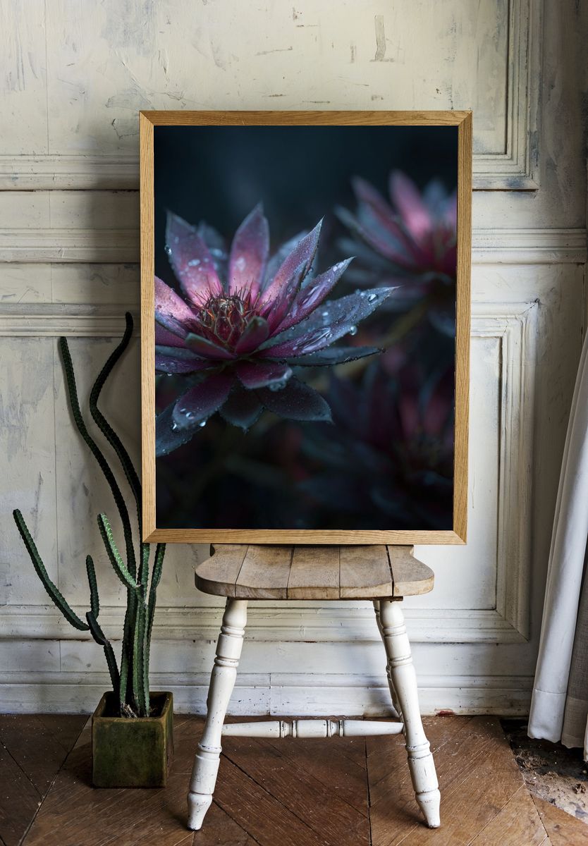 Water Droplets on Pink Succulent Poster. — room view 1