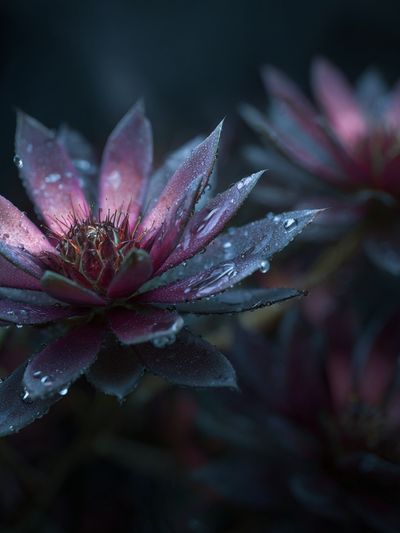 Water Droplets on Pink Succulent Poster. poster print