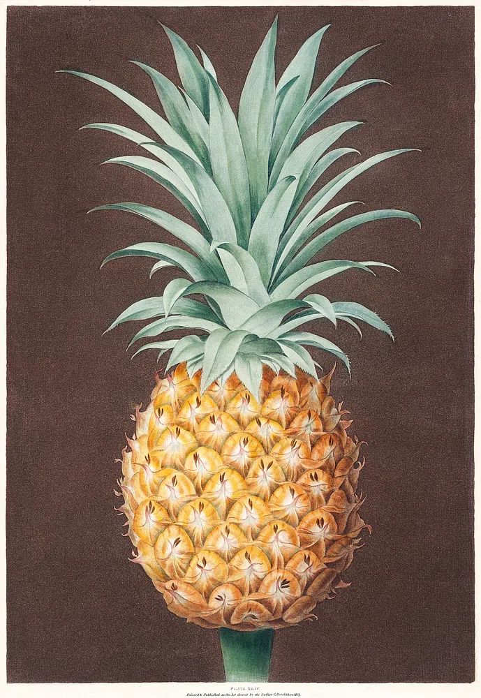 Pineapple Botanical Print. poster — botanical art