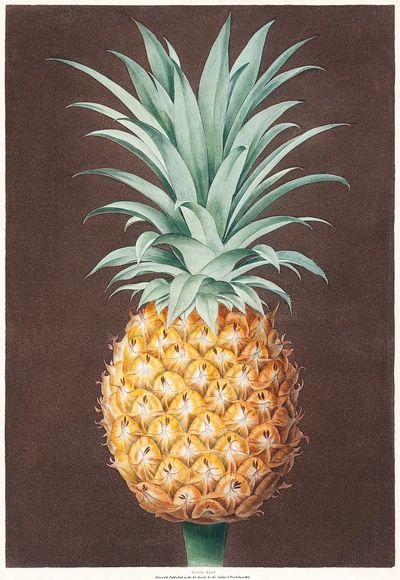Pineapple Botanical Print. poster print