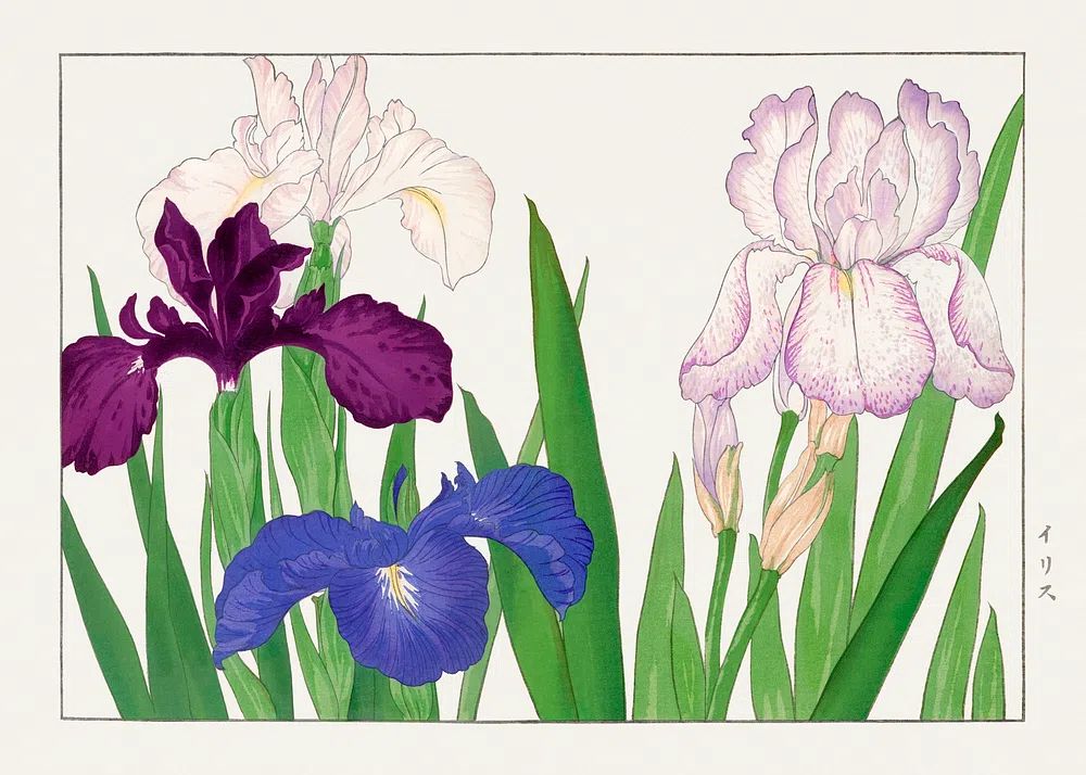 Iris Flowers — Botanical Print. poster — botanical art