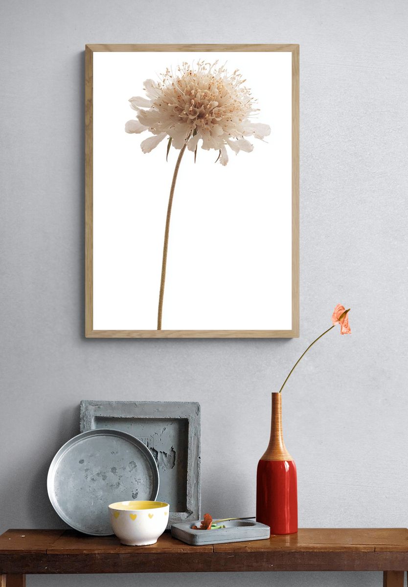 Delicate White Flower — Botanical Print. — room view 3