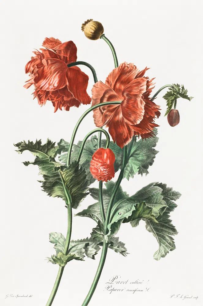 Red Poppy Botanical Print. poster — botanical art