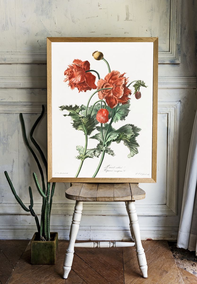 Red Poppy Botanical Print. — room view 1