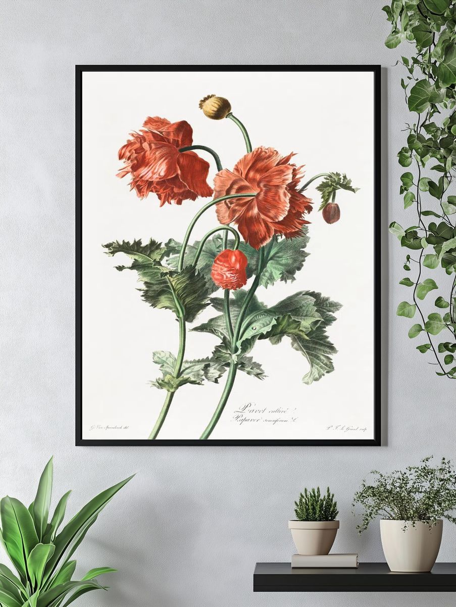 Red Poppy Botanical Print. — room view 4