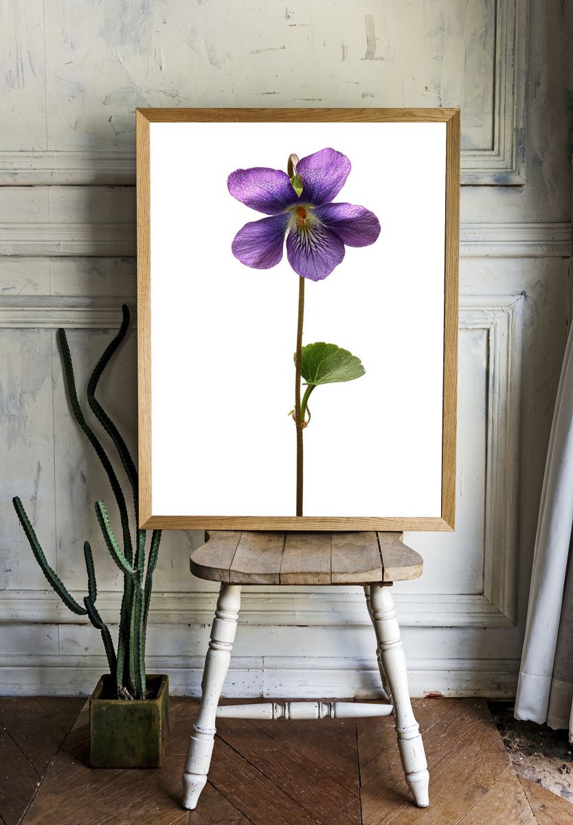 Purple Violet Botanical Poster. — room view 1