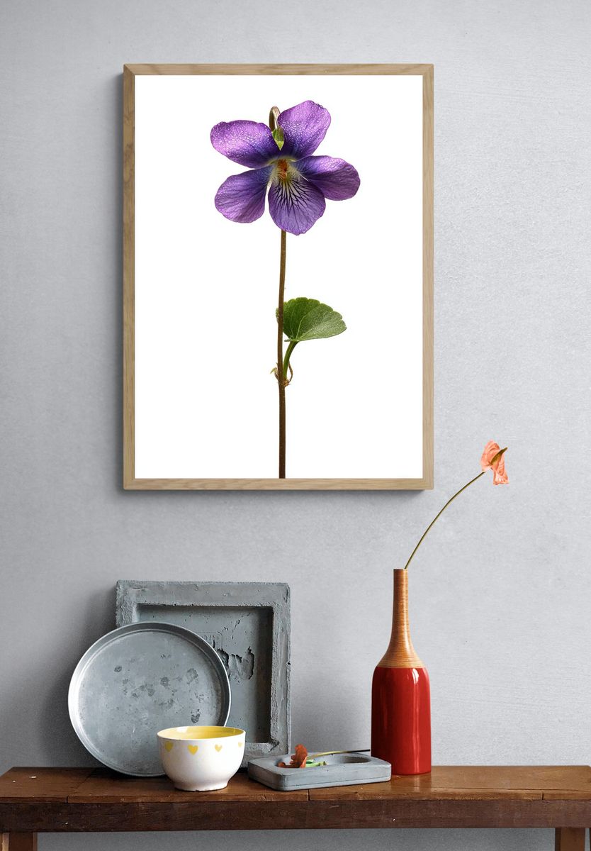 Purple Violet Botanical Poster. — room view 3
