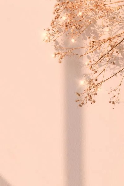 Dried Flowers on Soft Pink Background Poster. poster