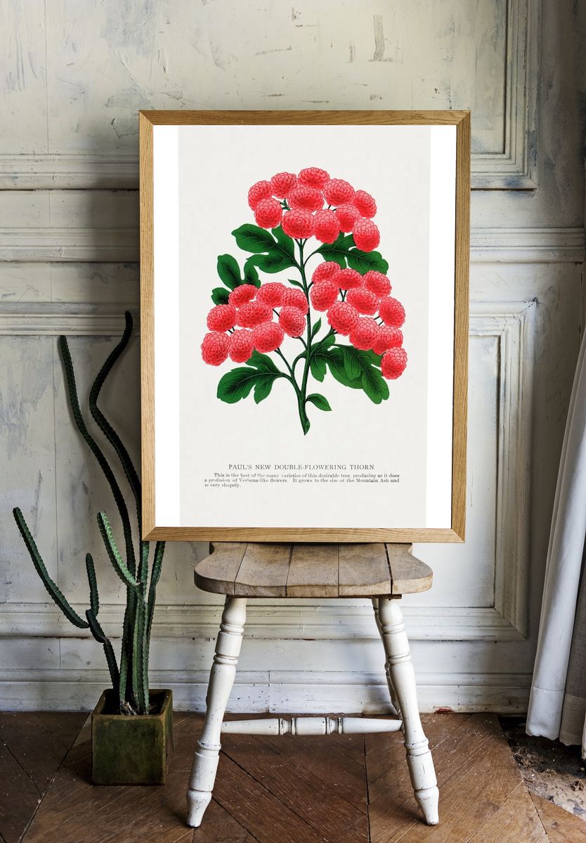 Paul's New Double-Flowering Thorn — Botanical Print. — room view 1