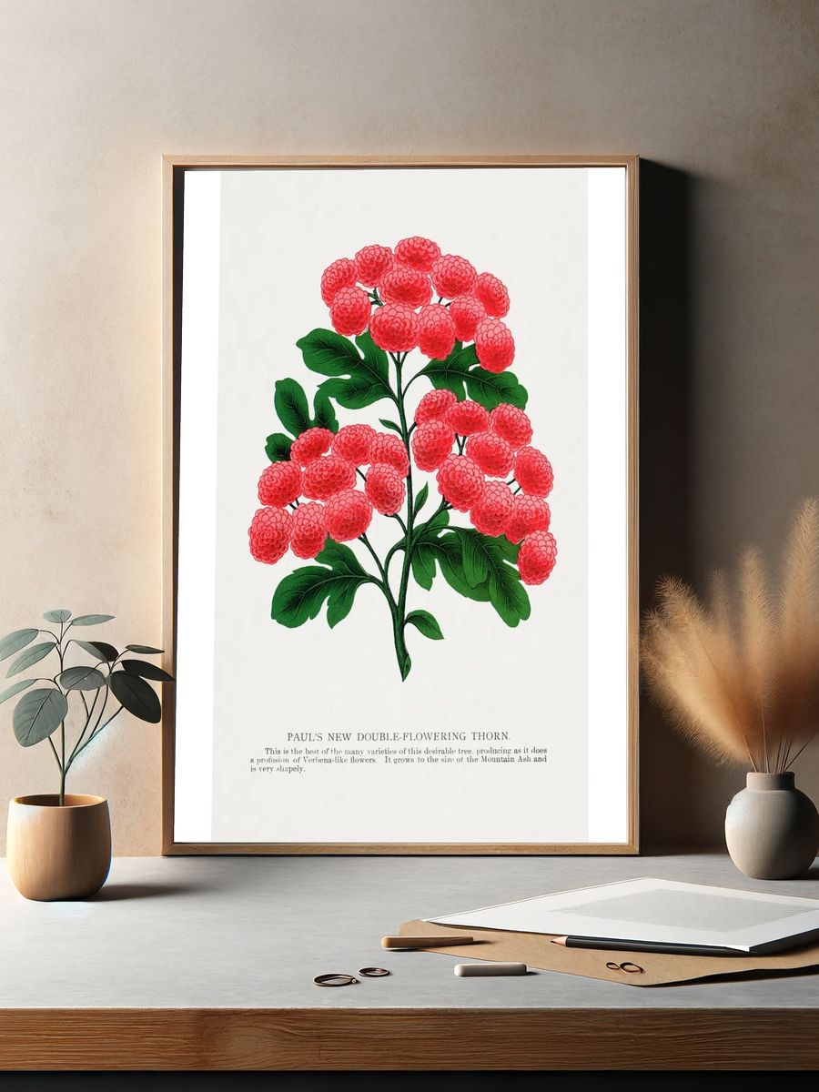 Paul's New Double-Flowering Thorn — Botanical Print. — room view 2