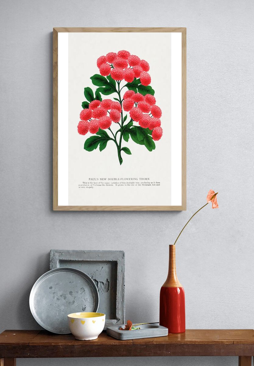 Paul's New Double-Flowering Thorn — Botanical Print. — room view 3
