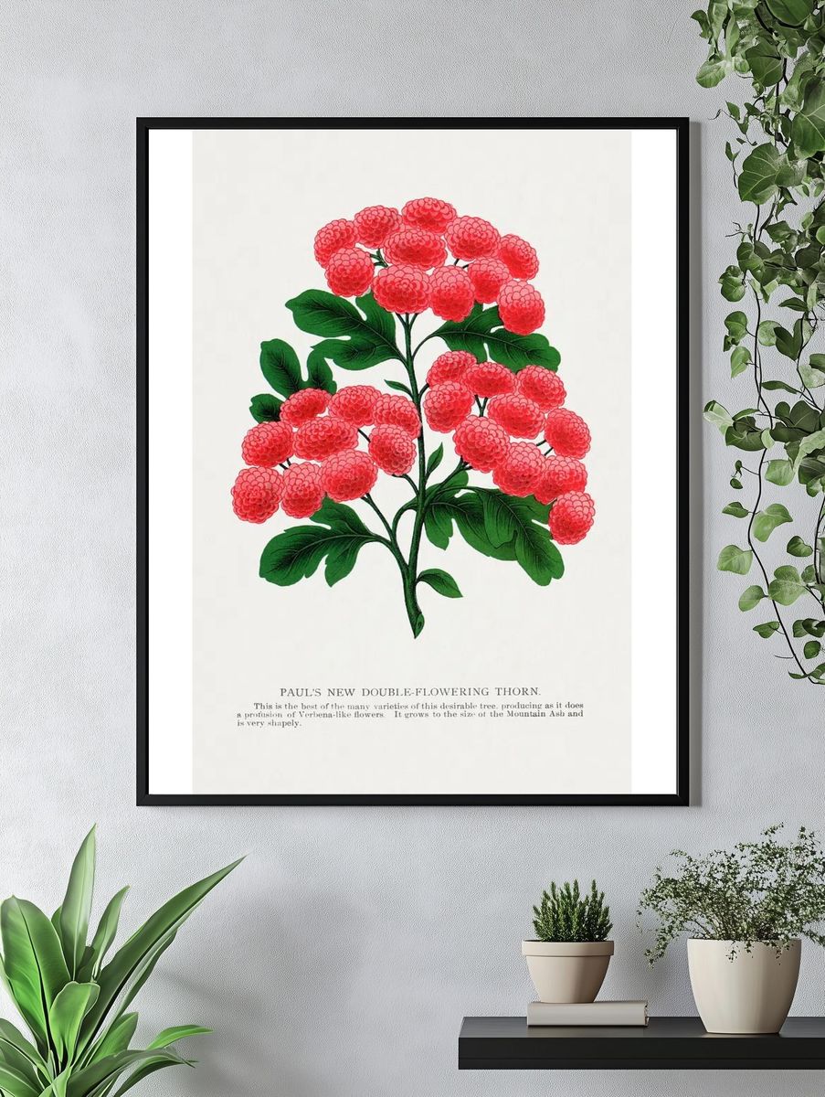 Paul's New Double-Flowering Thorn — Botanical Print. — room view 4