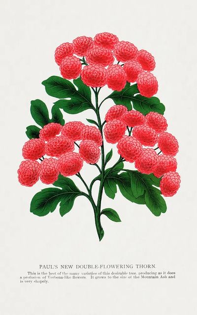 Paul's New Double-Flowering Thorn — Botanical Print. poster print