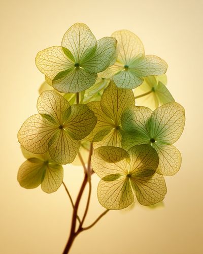 Delicate Hydrangea Leaves — Botanical Print. poster print