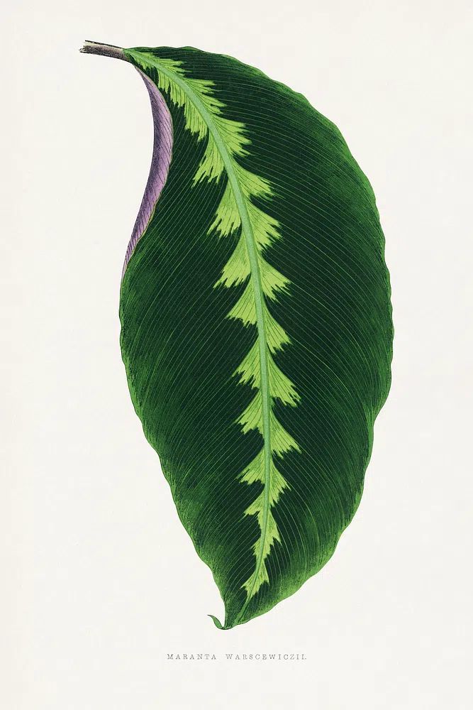 Maranta Warscewiczii Botanical Print. poster — botanical art