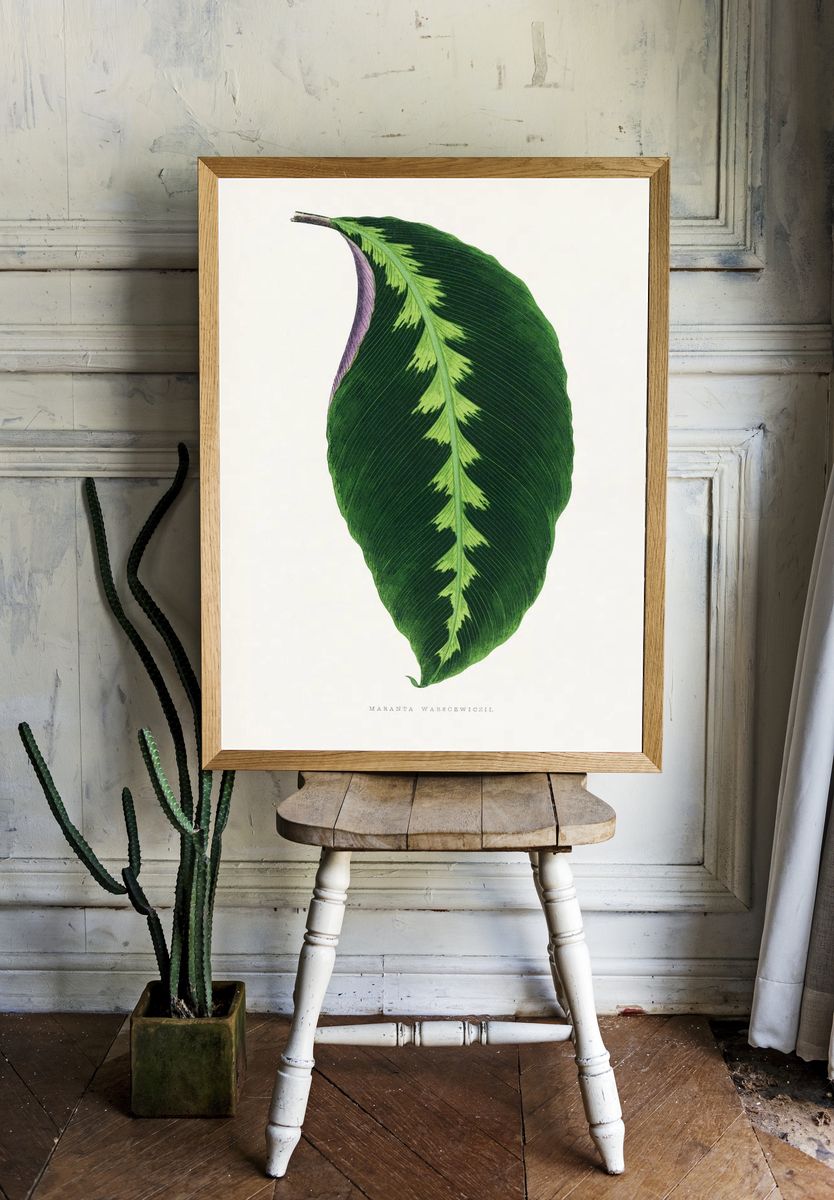 Maranta Warscewiczii Botanical Print. — room view 1