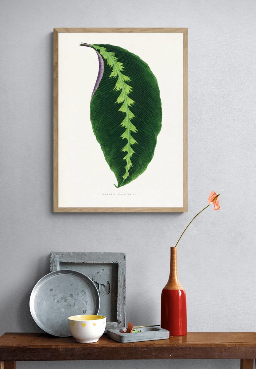 Maranta Warscewiczii Botanical Print. — room view 3