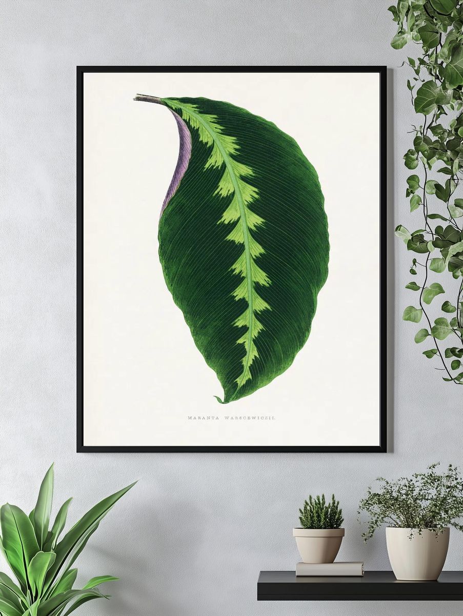 Maranta Warscewiczii Botanical Print. — room view 4