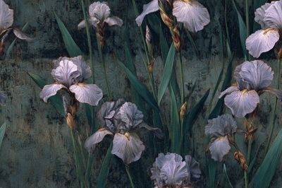 Iris Flowers — Botanical Print. poster print