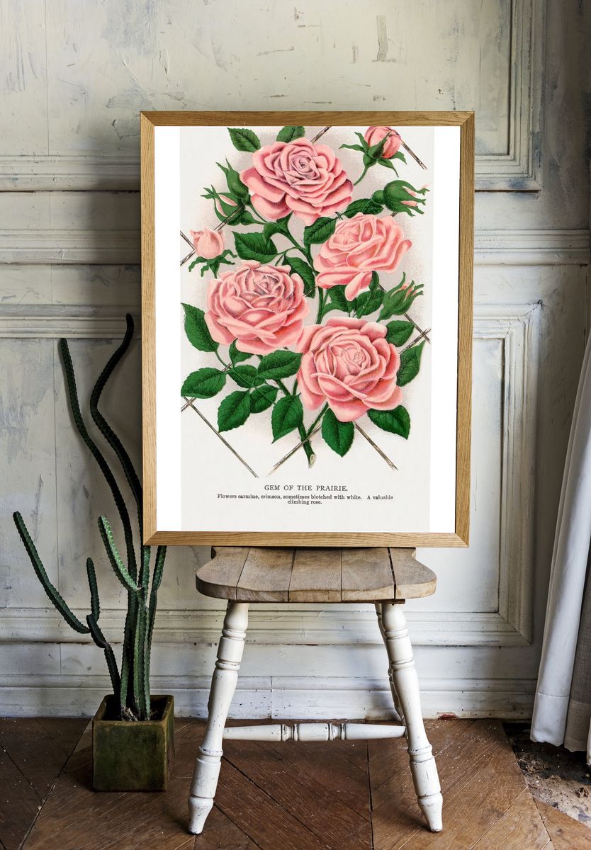 Gem of the Prairie — Botanical Print. — room view 1