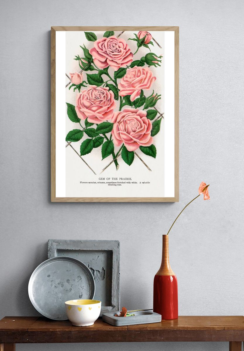 Gem of the Prairie — Botanical Print. — room view 3