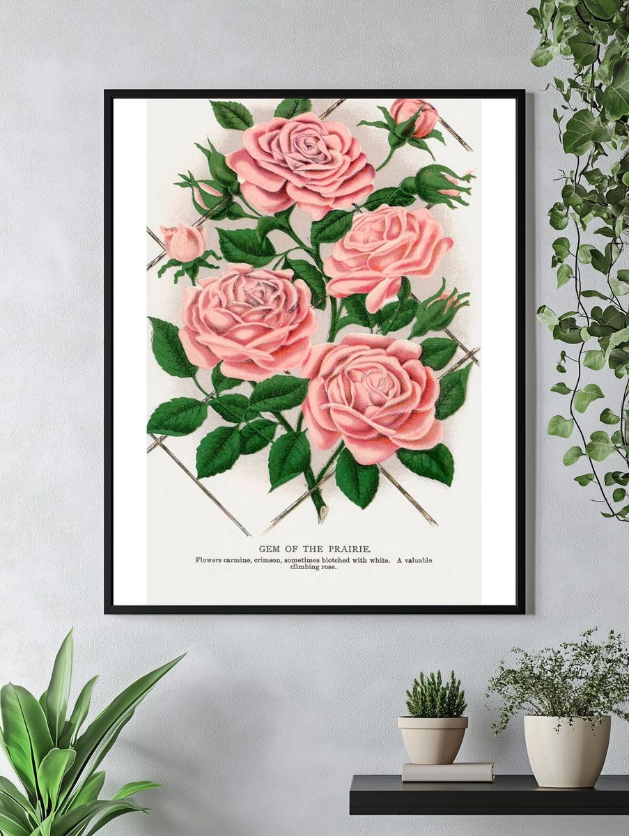 Gem of the Prairie — Botanical Print. — room view 4