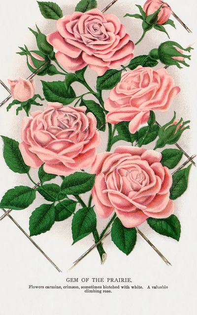 Gem of the Prairie — Botanical Print. poster print