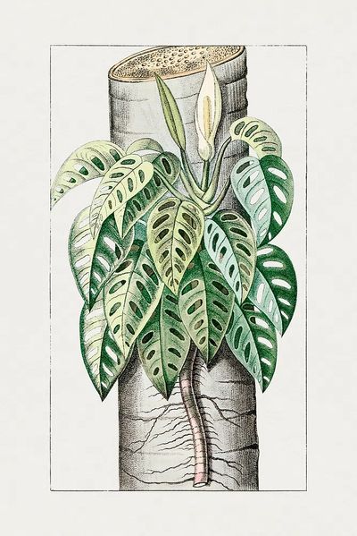 Monstera Plant Illustration Poster. poster print