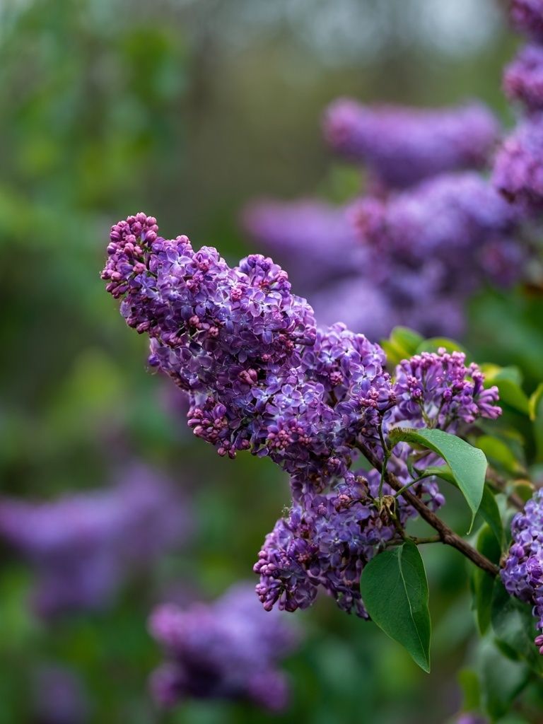 Lilac Blossoms — Botanical Print. poster detail