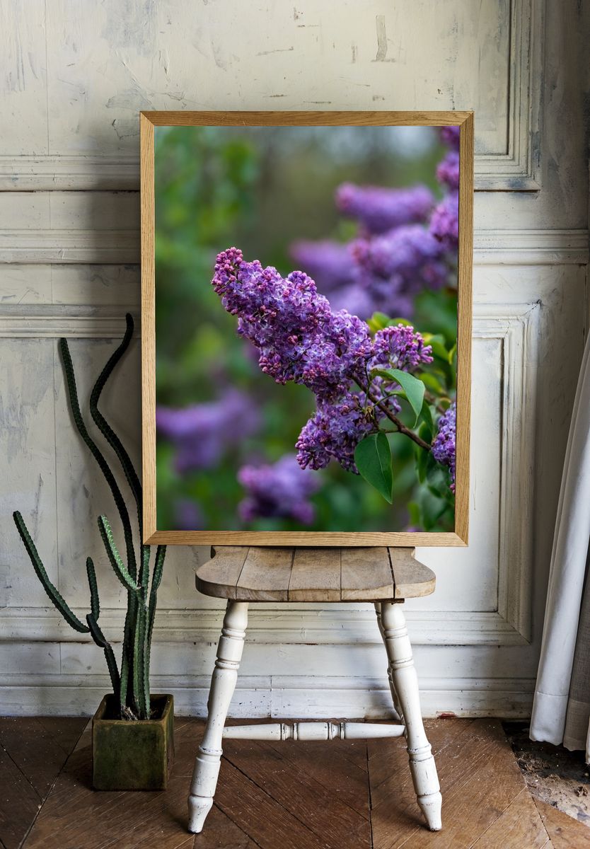 Lilac Blossoms — Botanical Print. — room view 1