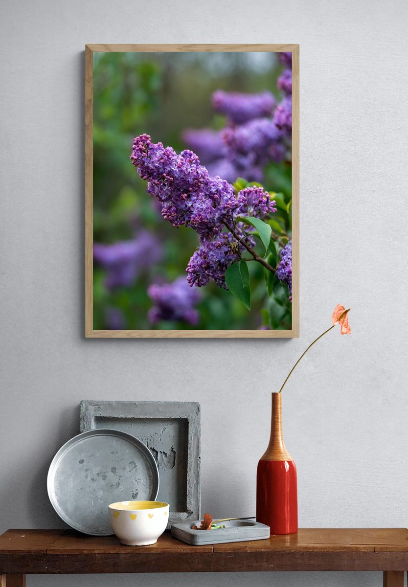 Lilac Blossoms — Botanical Print. — room view 3