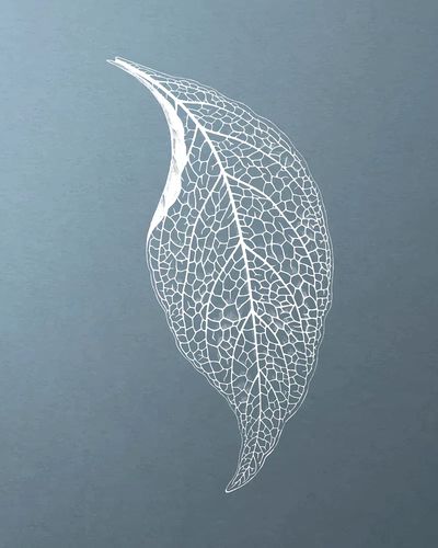 Delicate Leaf — Minimalist Print. poster print