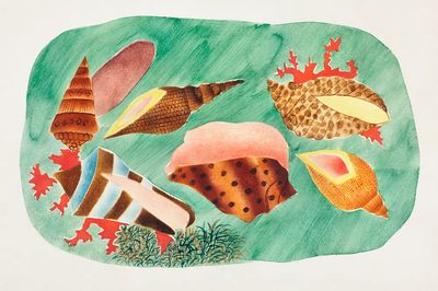 Colorful Seashells — Botanical Print. poster print
