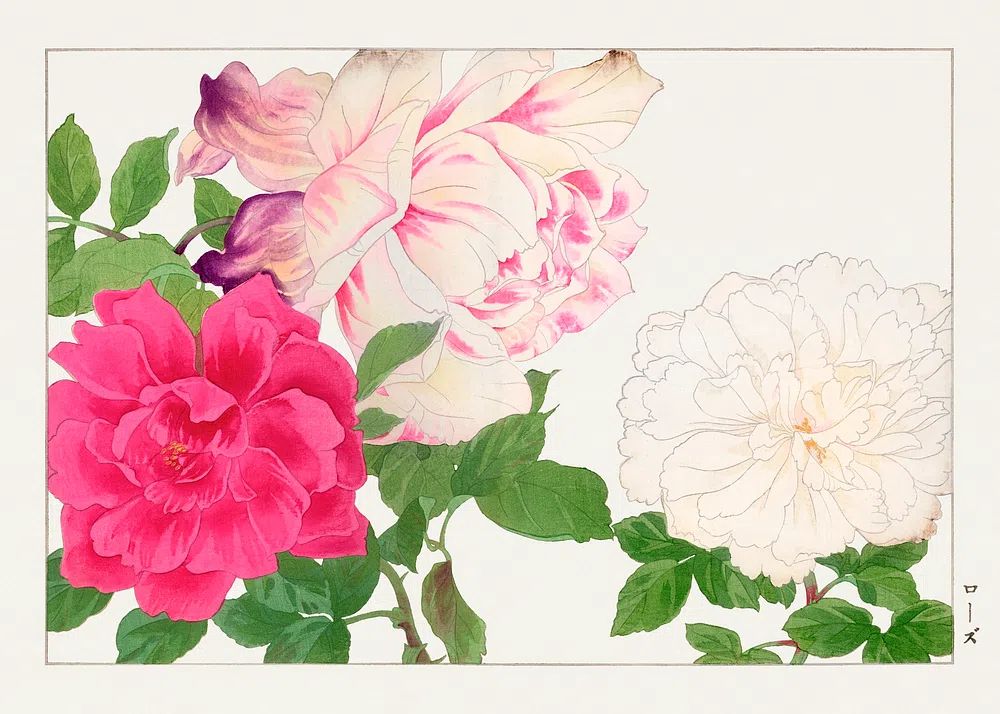 Roses Botanical Print. poster — botanical art