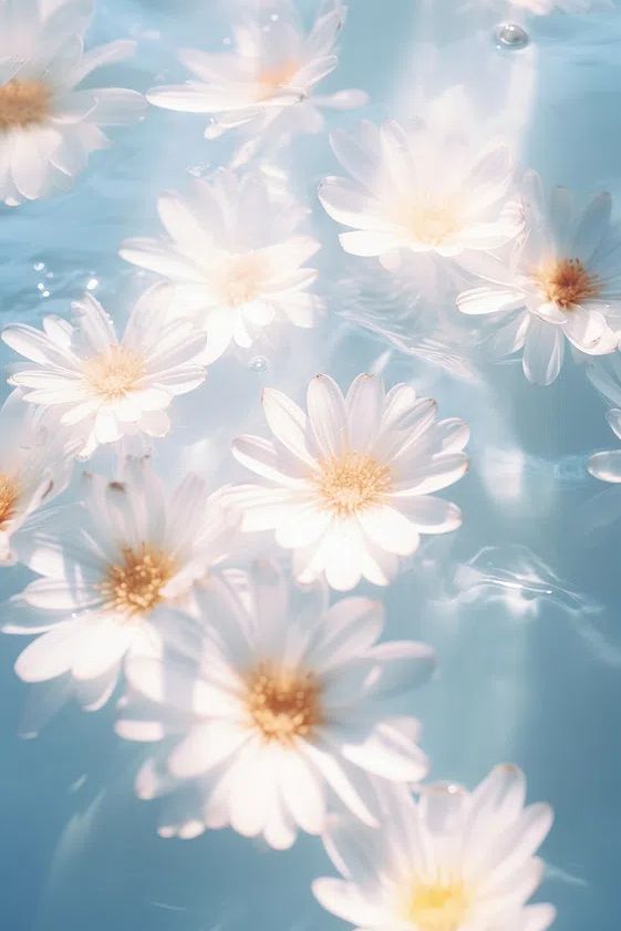 Floating Daisies — Botanical Print. poster — botanical art