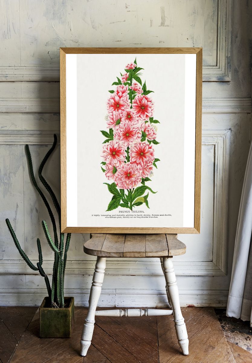 Prunus Triloba — Botanical Print. — room view 1