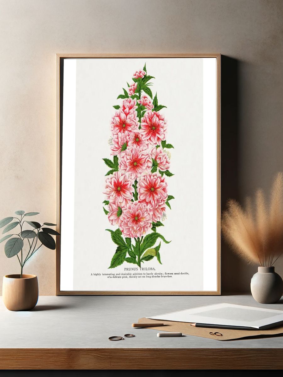 Prunus Triloba — Botanical Print. — room view 2
