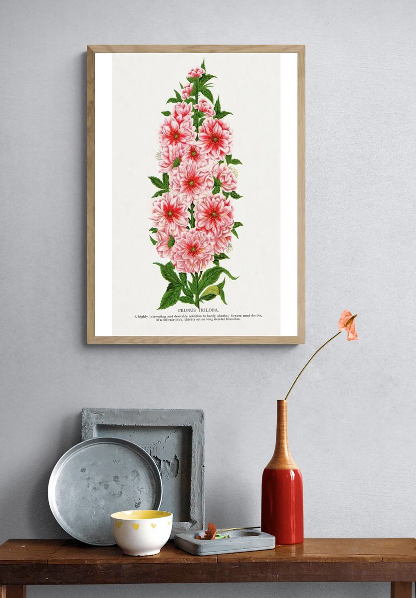 Prunus Triloba — Botanical Print. — room view 3