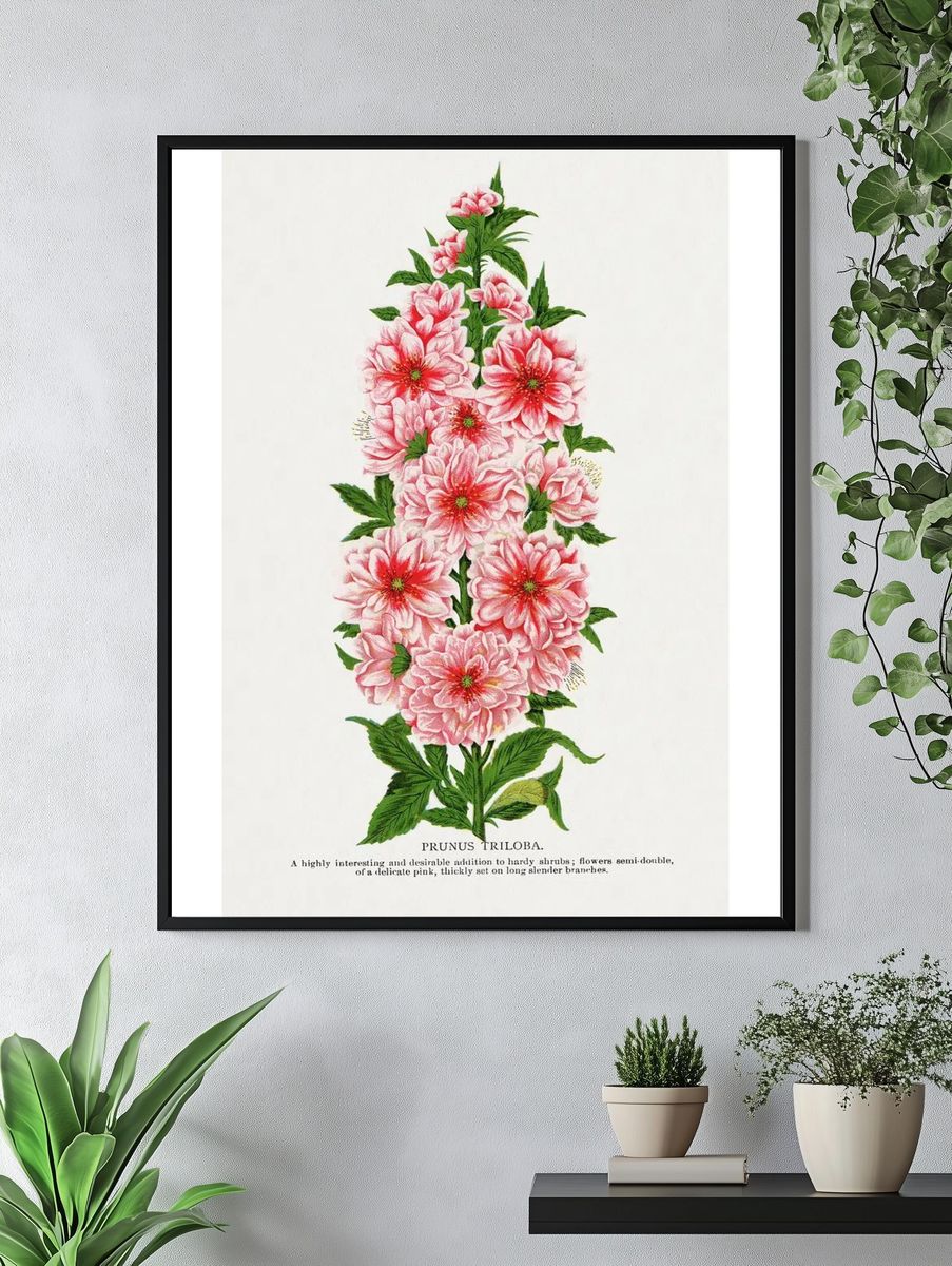 Prunus Triloba — Botanical Print. — room view 4