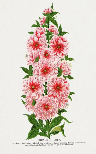 Prunus Triloba — Botanical Print. poster print