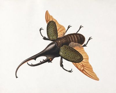 Stag Beetle — Botanical Print. poster