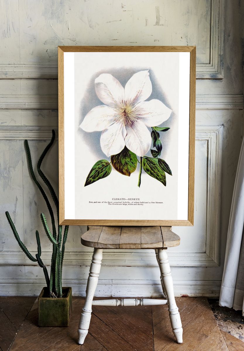 Clematis Henryii Botanical Print. — room view 1
