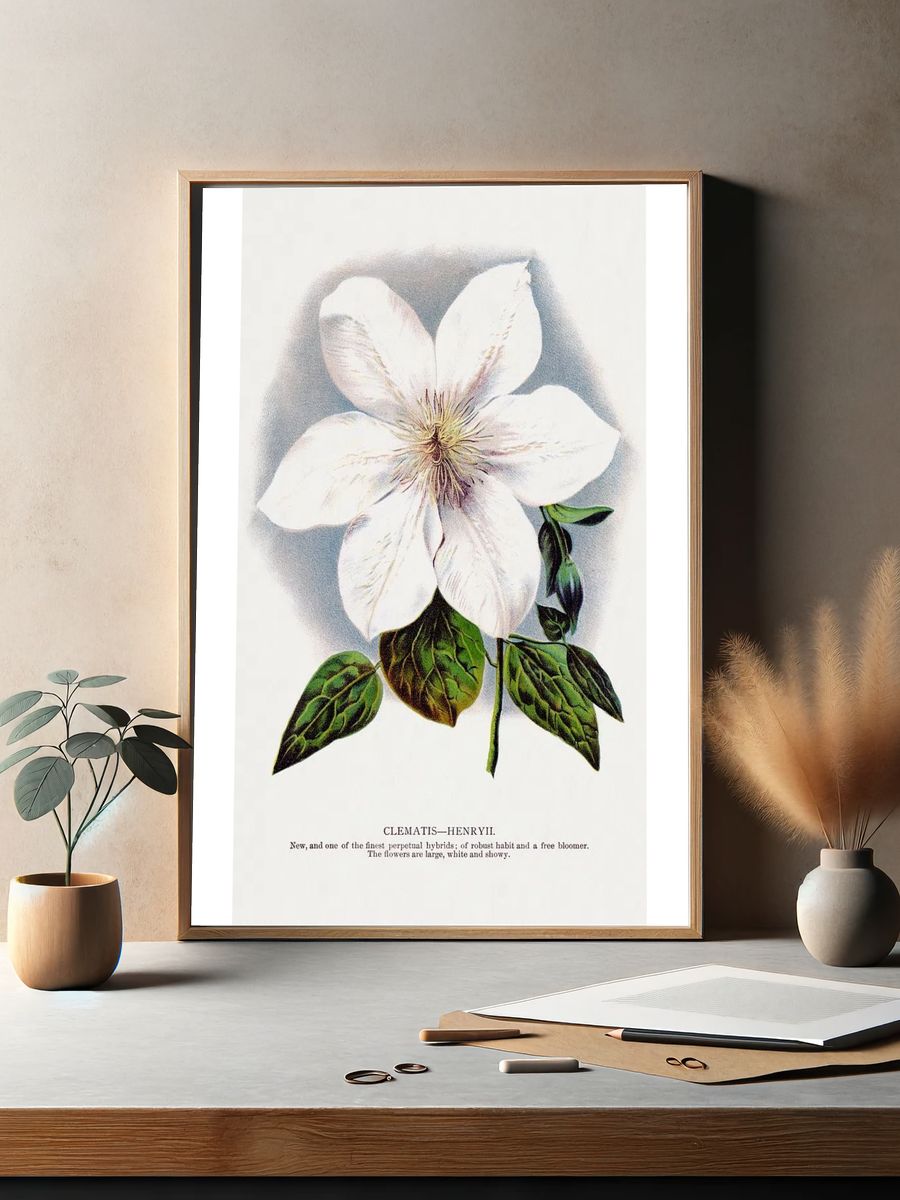 Clematis Henryii Botanical Print. — room view 2