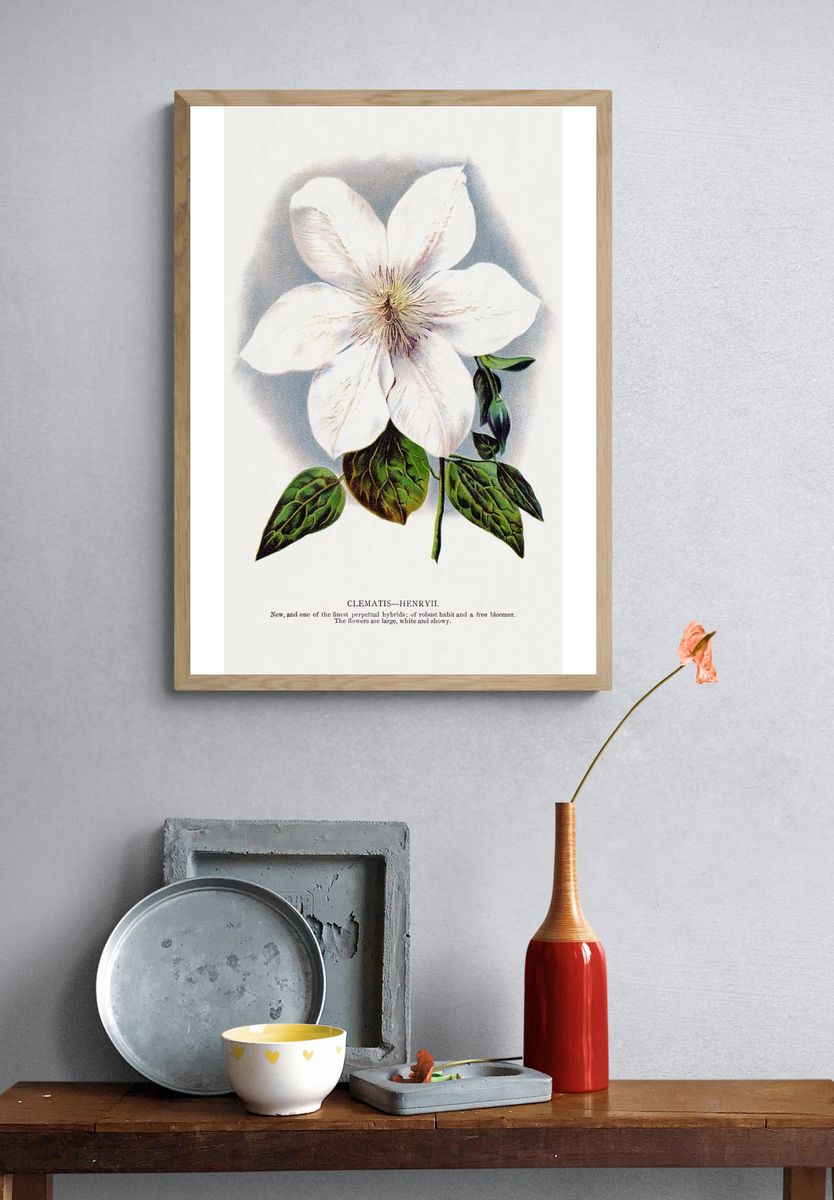 Clematis Henryii Botanical Print. — room view 3