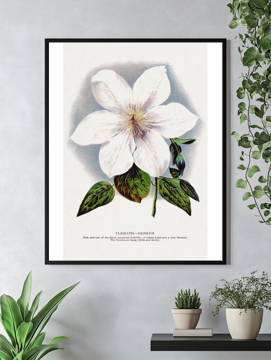 Clematis Henryii Botanical Print. — room view 4