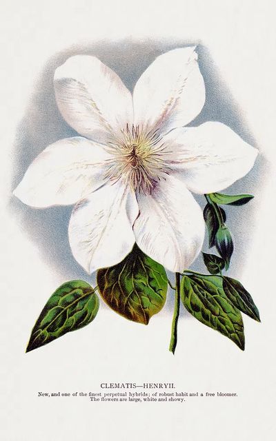 Clematis Henryii Botanical Print. poster print